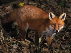 Foxes are well know to be the top UK Chicken Predator