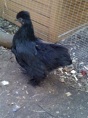 SILKIE CROSS PEKIN SILKIE CROSS PEKIN